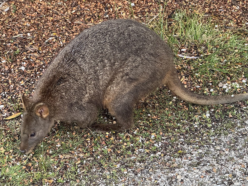 click on the photo to download the original image

2025-07-15 dianab