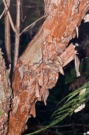 Fuchsia-excorticata-10.jpg: 1063x1600, 635k (2017 Apr 25 00:00)