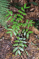 Aotearoa Native Plants