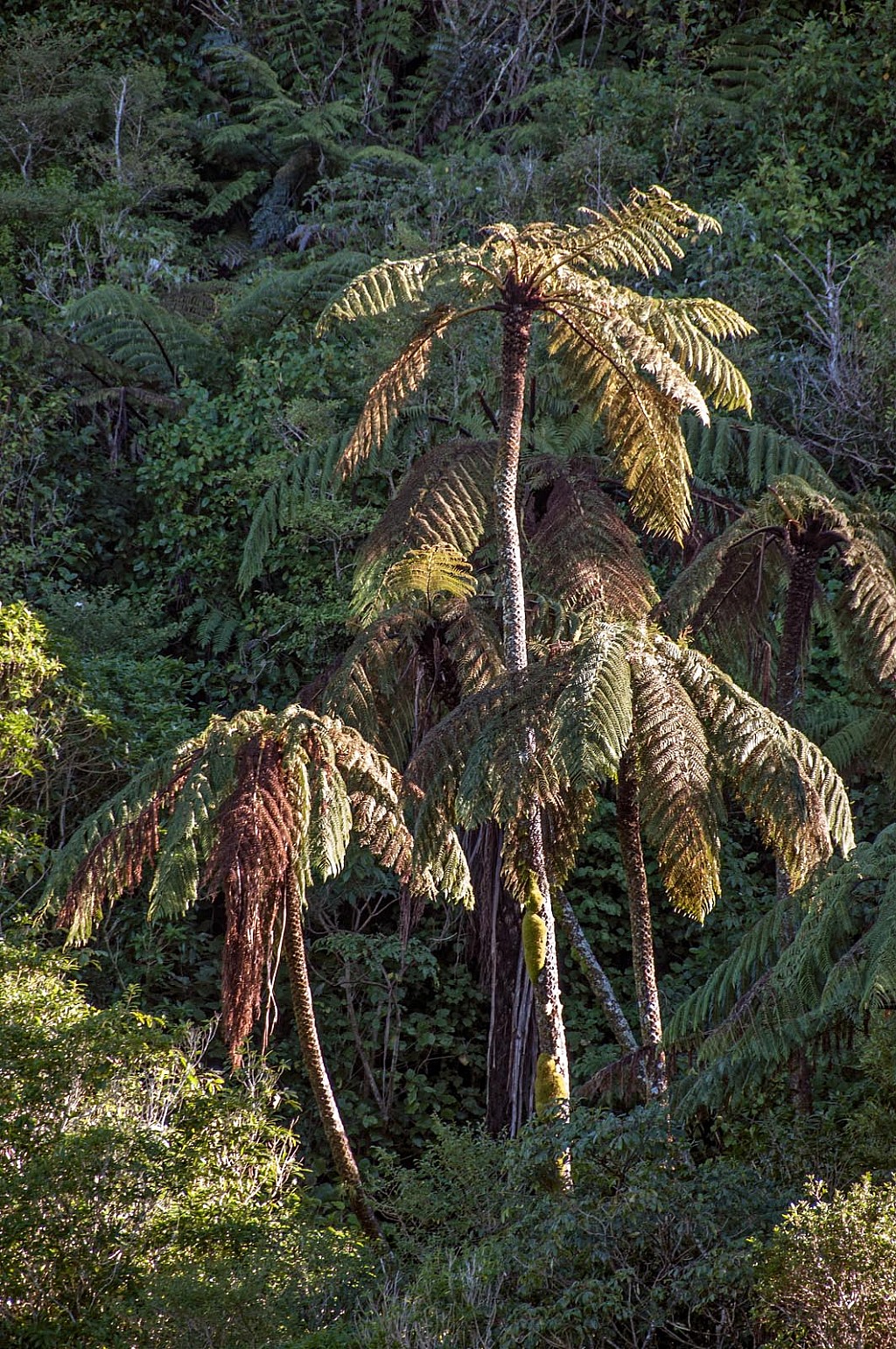 click on the photo to download the original image

Cyathea-medullaris-19a