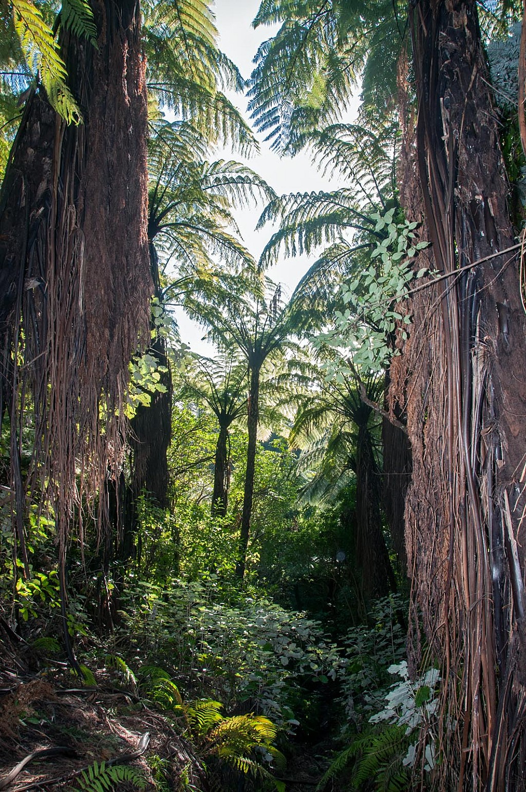 click on the photo to download the original image

Cyathea-medullaris-21a