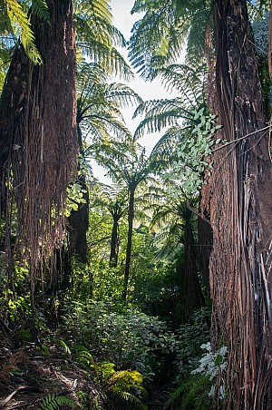 Cyathea-medullaris-21a.jpg: 1063x1600, 497k (2017 Apr 24 00:00)