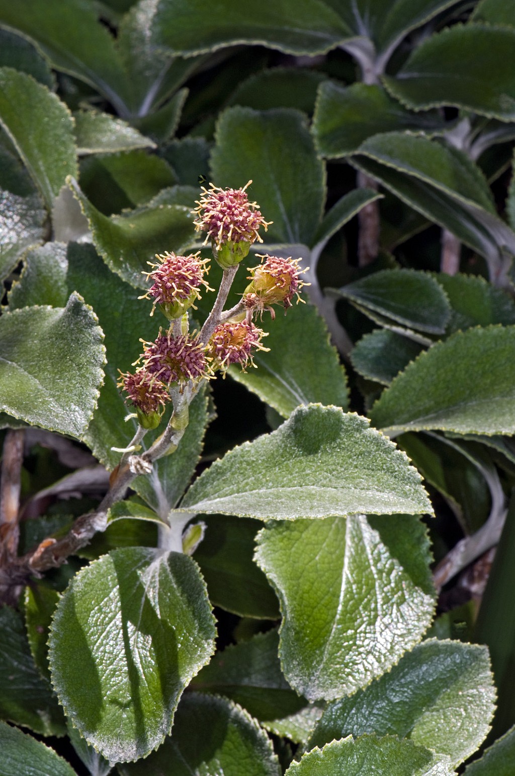 click on the photo to download the original image

Olearia-colensoi-colens-02c