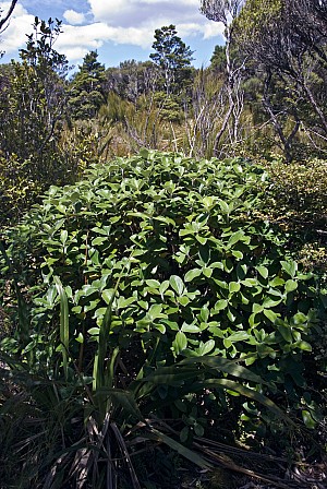 Olearia-colensoi-colens-02a.jpg: 1071x1600, 882k (2017 Apr 24 00:00)