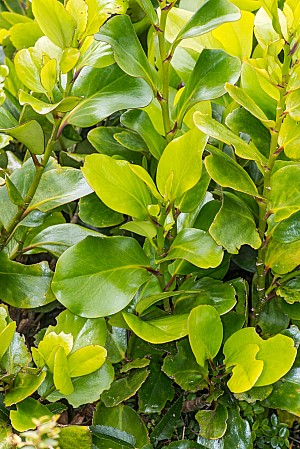 Griselinia-lucida-12.jpg: 1068x1600, 681k (2017 Apr 24 00:00)