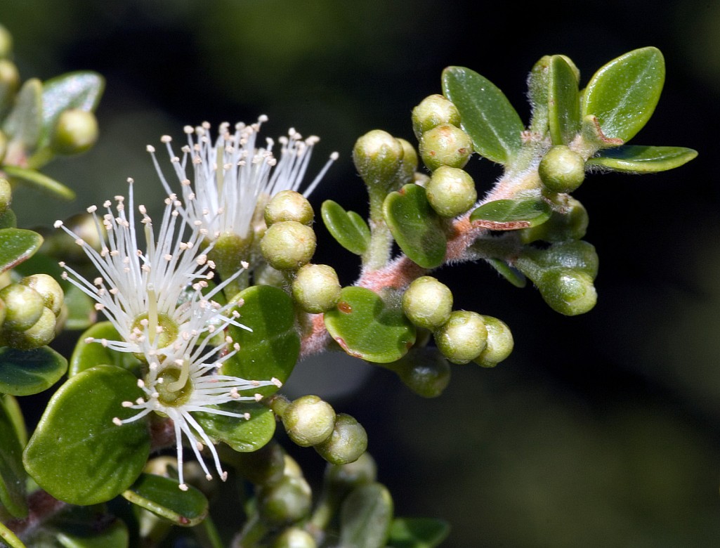 click on the photo to download the original image

Metrosideros-perforata-03