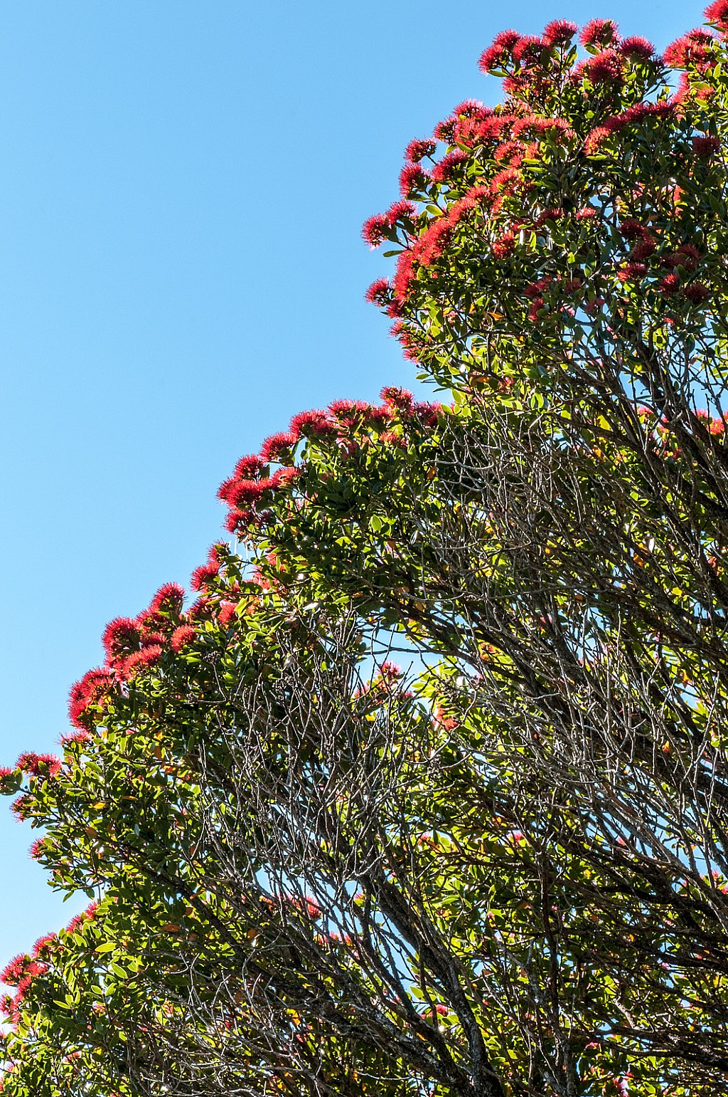 click on the photo to download the original image

Metrosideros-robusta-30a