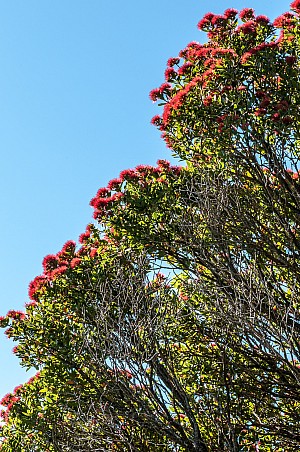 Metrosideros-robusta-30a.jpg: 1063x1600, 1153k (2017 Apr 24 00:00)