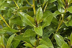 Aotearoa Native Plants