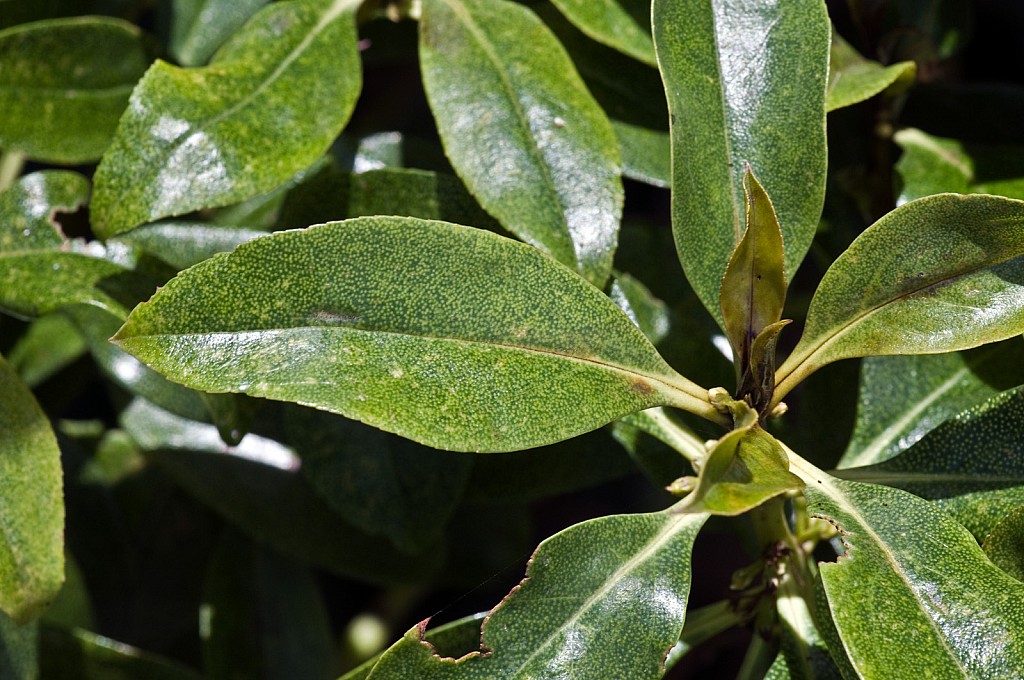 click on the photo to download the original image

Myoporum-laetum-06