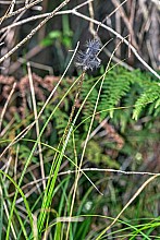 Carex uncinata
click thru to article
photograph by Jeremy Rolfe