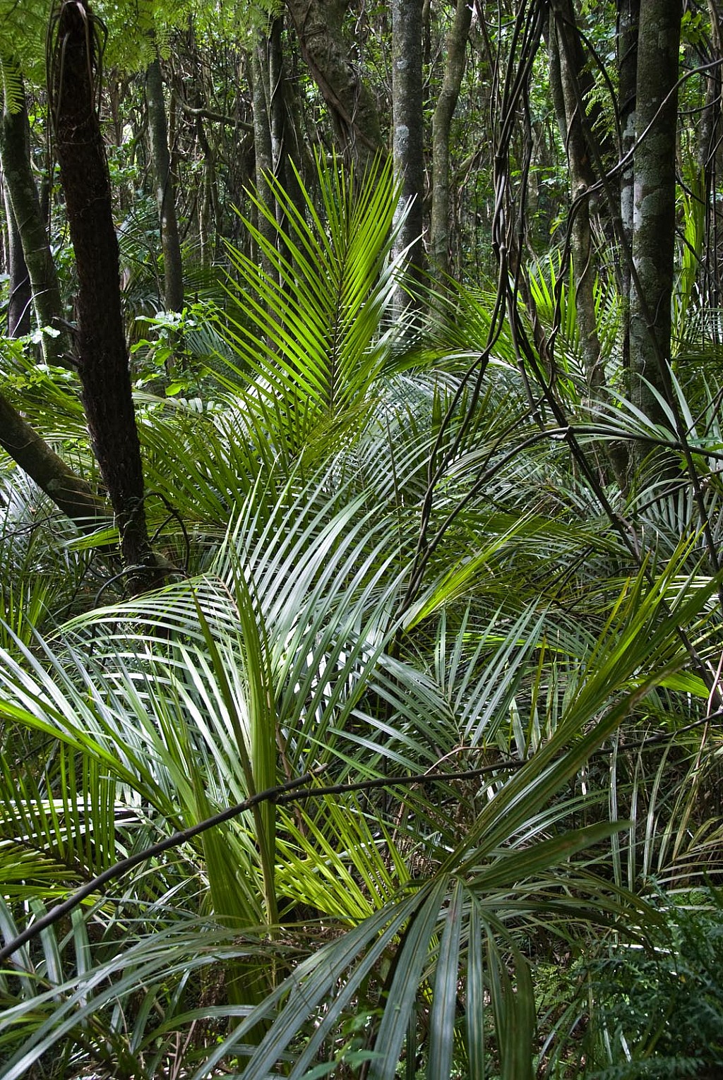 click on the photo to download the original image

Rhopalostylis-sapida-08a