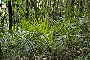 Rhopalostylis-sapida-08b.jpg: 1600x1071, 565k (2017 Apr 25 00:00)