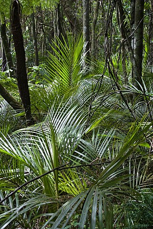 Rhopalostylis-sapida-08a.jpg: 1071x1600, 504k (2017 Apr 25 00:00)