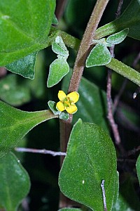 Tetragonia-implexicoma-02c.jpg: 1068x1600, 583k (2017 Nov 04 00:00)