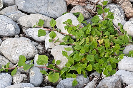 Tetragonia-implexicoma-03a.jpg: 1600x1063, 694k (2017 Nov 04 00:00)