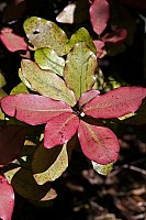 Aotearoa Native Plants