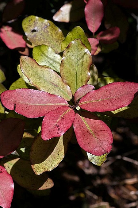 PseudowinteraColorata.jpeg: 531x800, 268k (2017 Nov 02 08:51)