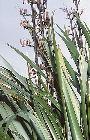 Phormium-tenax-01.jpg: 1035x1600, 613k (2017 Apr 24 04:08)