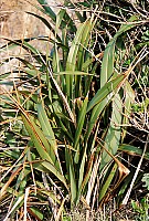 Aotearoa Native Plants