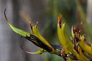 Phormium-cookianum-05.jpg: 1600x1068, 279k (2017 Nov 02 09:08)