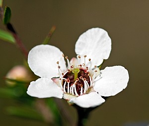 Leptospermum-scoparium-04c.jpg: 1600x1348, 335k (2017 Apr 25 00:00)