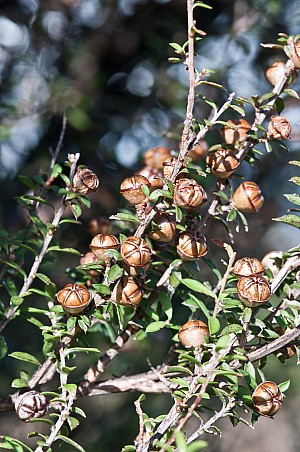 Leptospermum-scoparium-10a.jpg: 1063x1600, 568k (2017 Apr 25 00:00)