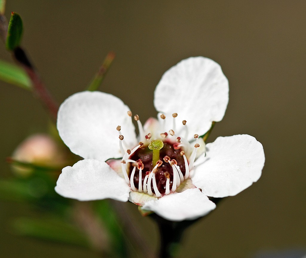 click on the photo to download the original image

Leptospermum-scoparium-04c