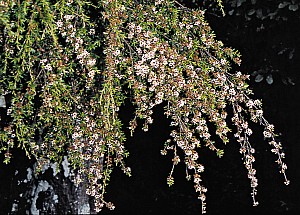 Kunzea-robusta-01.jpg: 1600x1145, 1127k (2017 Nov 02 09:19)