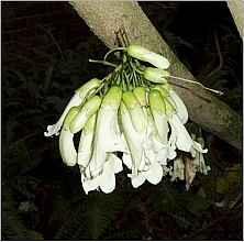 Tecomanthe speciosa
click thru to article
photograph by Ewen Cameron