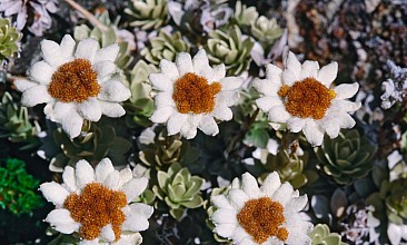 Leucogenes leontopodium
click thru to article
photograph by Jeremy Rolfe