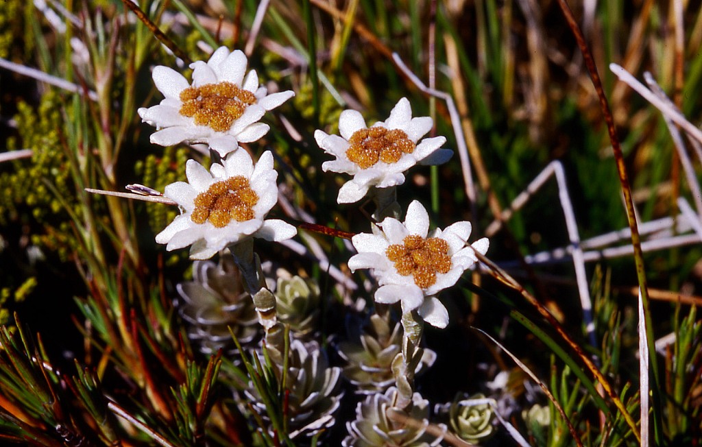 click on the photo to download the original image

Leucogenes-leontopodium-01