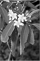 Aotearoa Native Plants