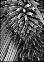 Aotearoa Native Plants