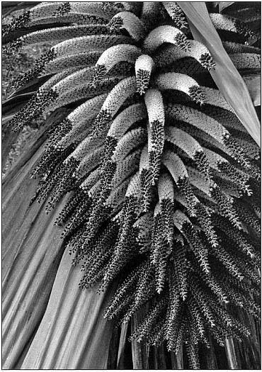 indivisa.jpg: 534x757, 108k (2017 Nov 03 09:49)