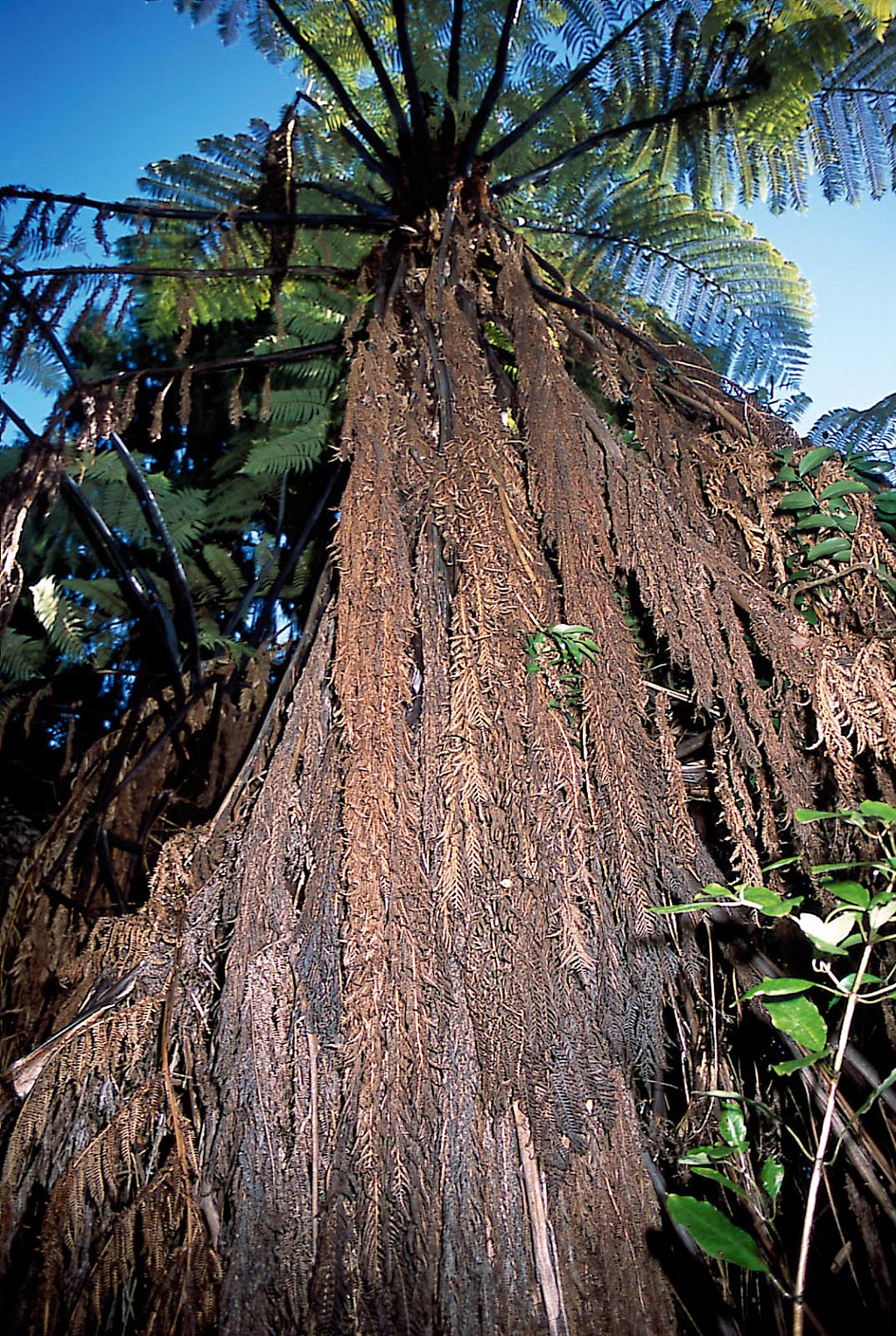 click on the photo to download the original image

Cyathea-medullaris-04