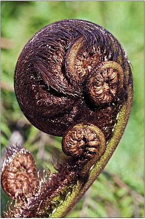 Cyathea-medullaris2.jpg: 800x1207, 164k (2016 Nov 16 00:00)