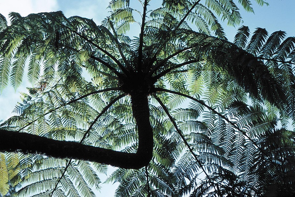 click on the photo to download the original image

Cyathea-medullaris-07