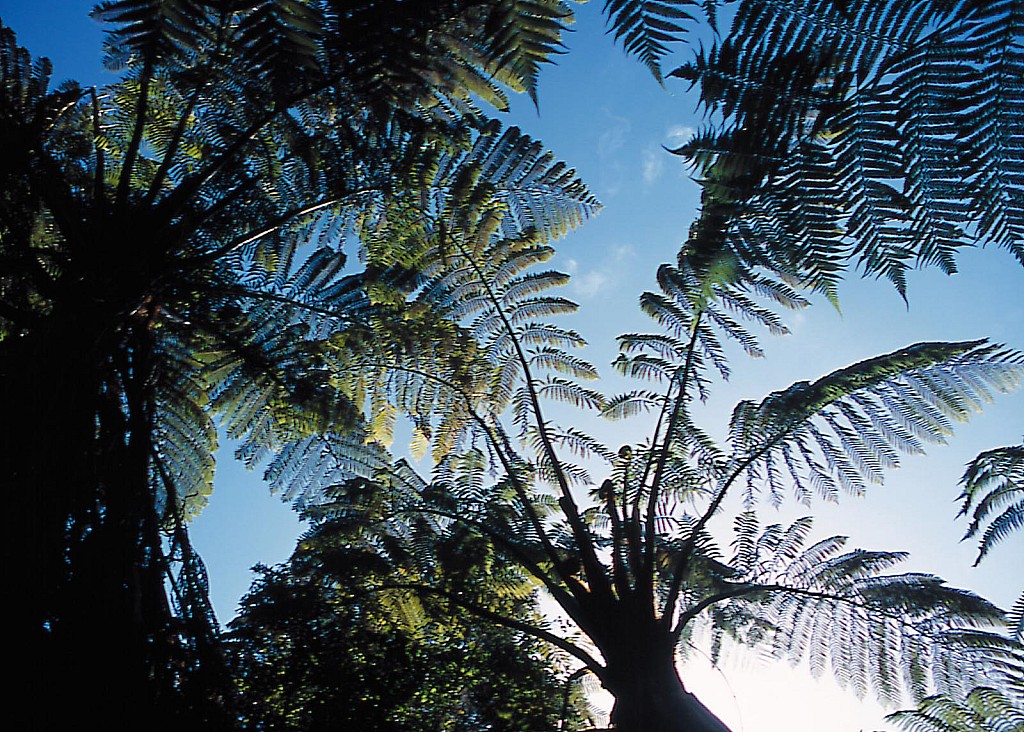 click on the photo to download the original image

Cyathea-medullaris-01