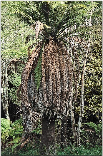 Dicksonia.jpg: 800x1213, 305k (2016 Nov 16 00:00)