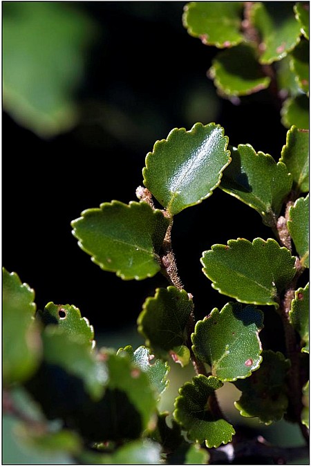 Silverbeech.jpg: 800x1200, 94k (2016 Nov 14 00:00)
