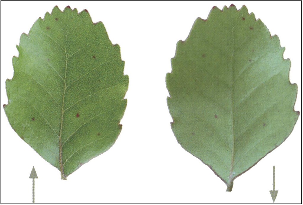 click on the photo to download the original image

Hardbeech