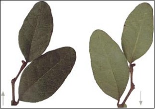 Fuscospora solandri
click thru to article
photograph by Rob Lucas; scanned by Jeremy Rolfe