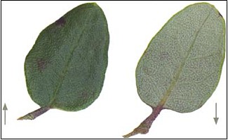 Aotearoa Native Plants