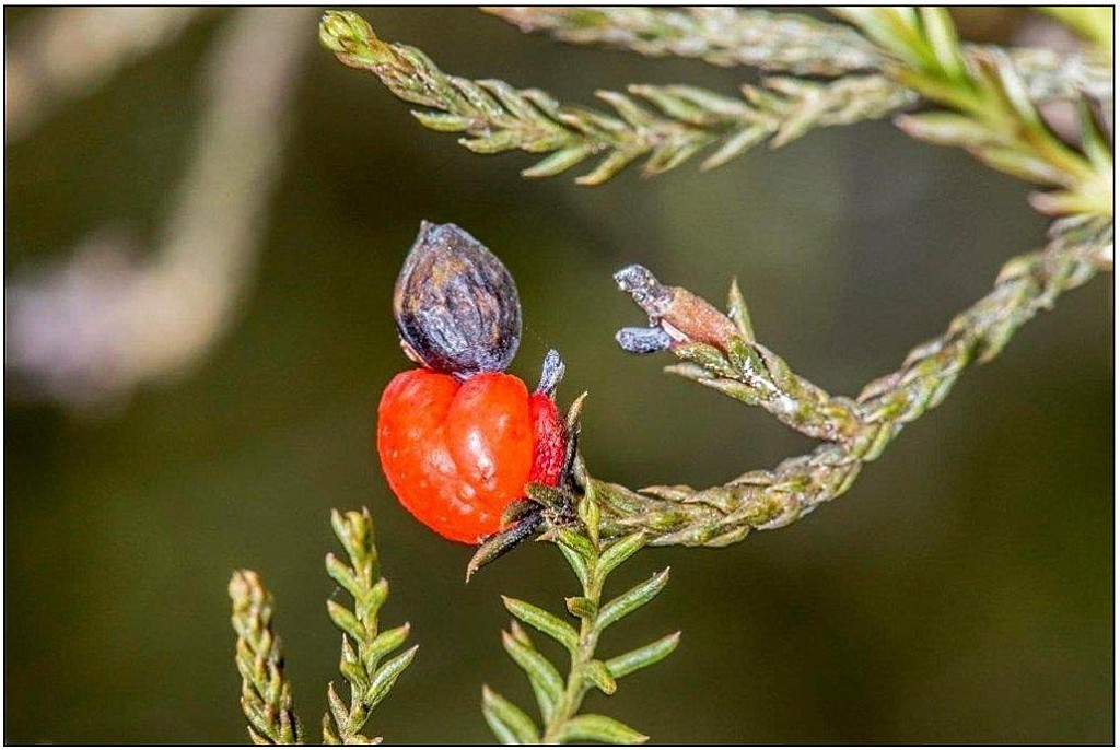 click on the photo to download the original image

Kahikatea