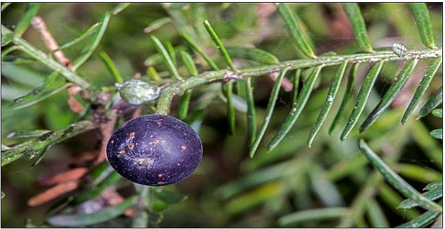 Matai.jpg: 690x356, 42k (2016 Jun 10 00:00)