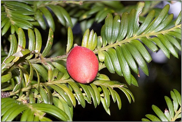 Miro.jpg: 1209x807, 143k (2016 Jun 03 00:00)