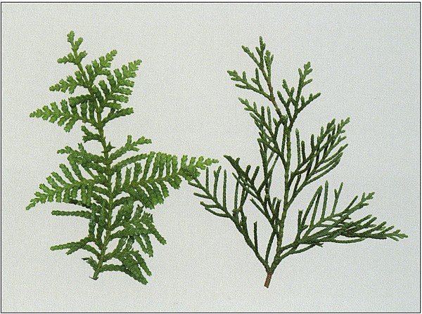 KawakaPahautea.jpg: 1613x1201, 330k (2016 Jun 02 00:09)