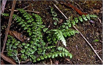 Blechnum filiforme
click thru to article
photograph by Jeremy Rolfe