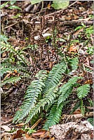 Aotearoa Native Plants